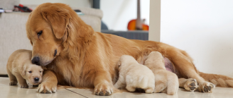 Chienne avec ses chiots